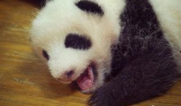 娱乐圈爆料熊猫,熊猫明星的幕后故事大揭秘